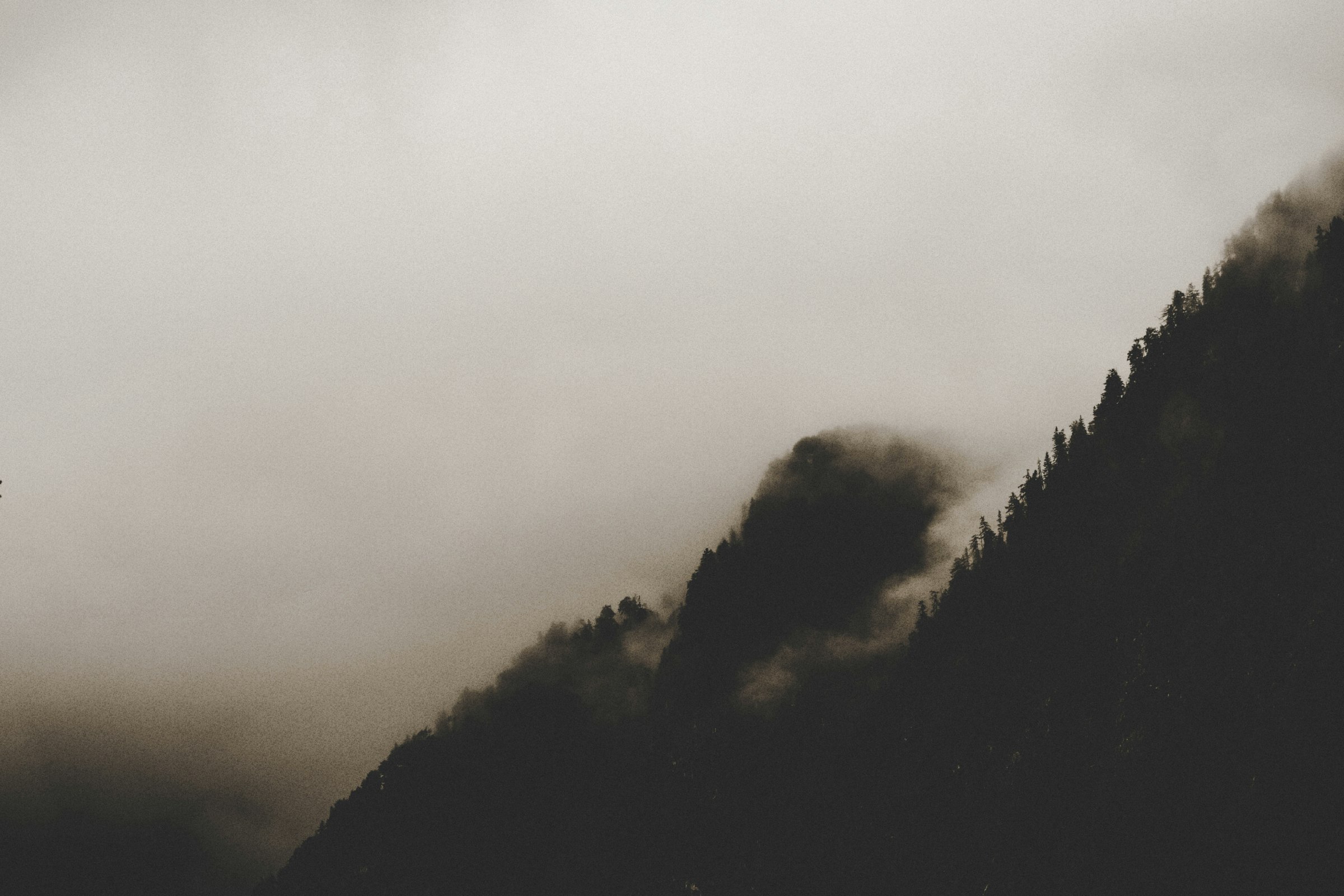 Foggy forested mountainside