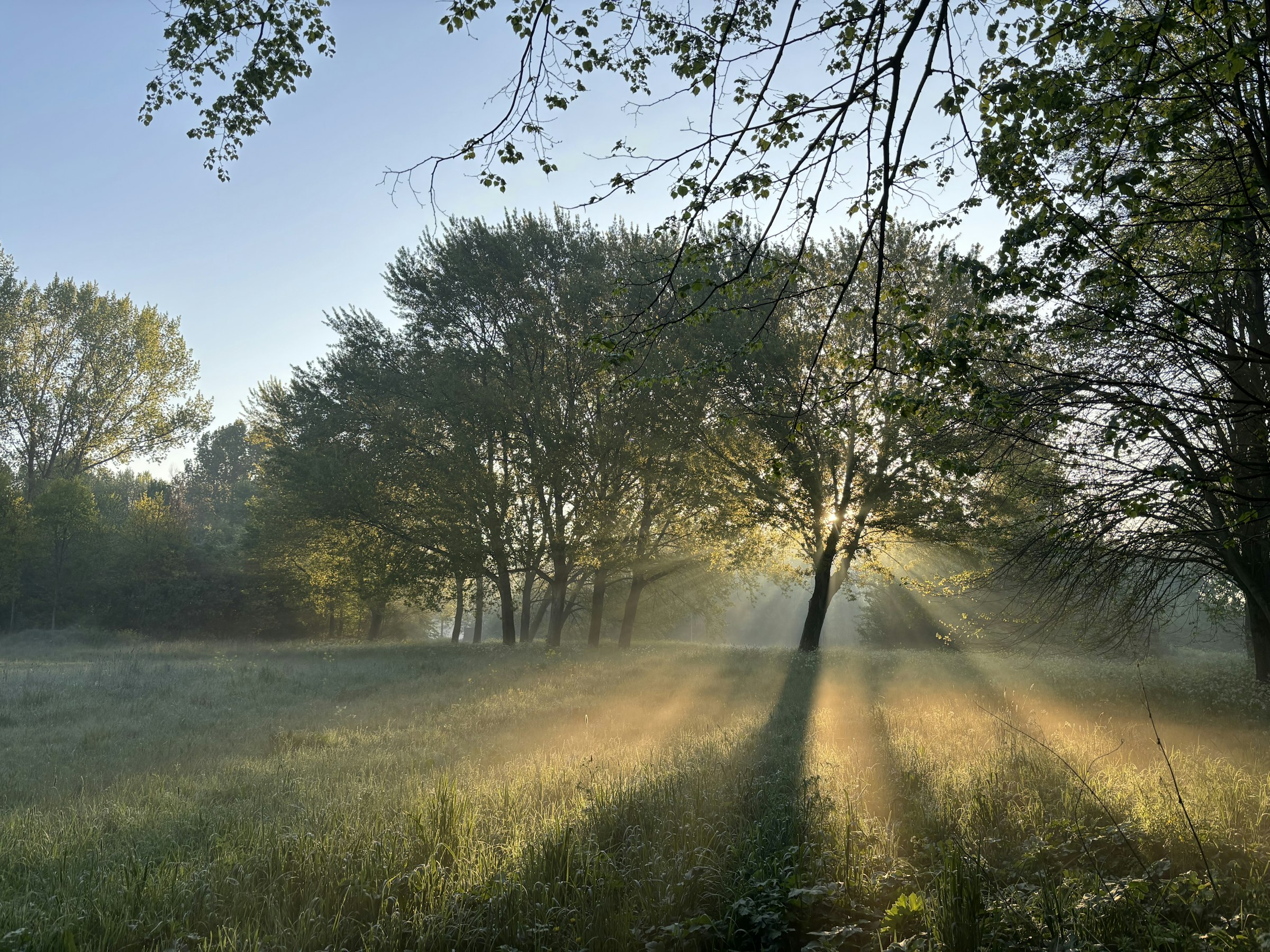 Soft dawn light, suggesting self-understanding